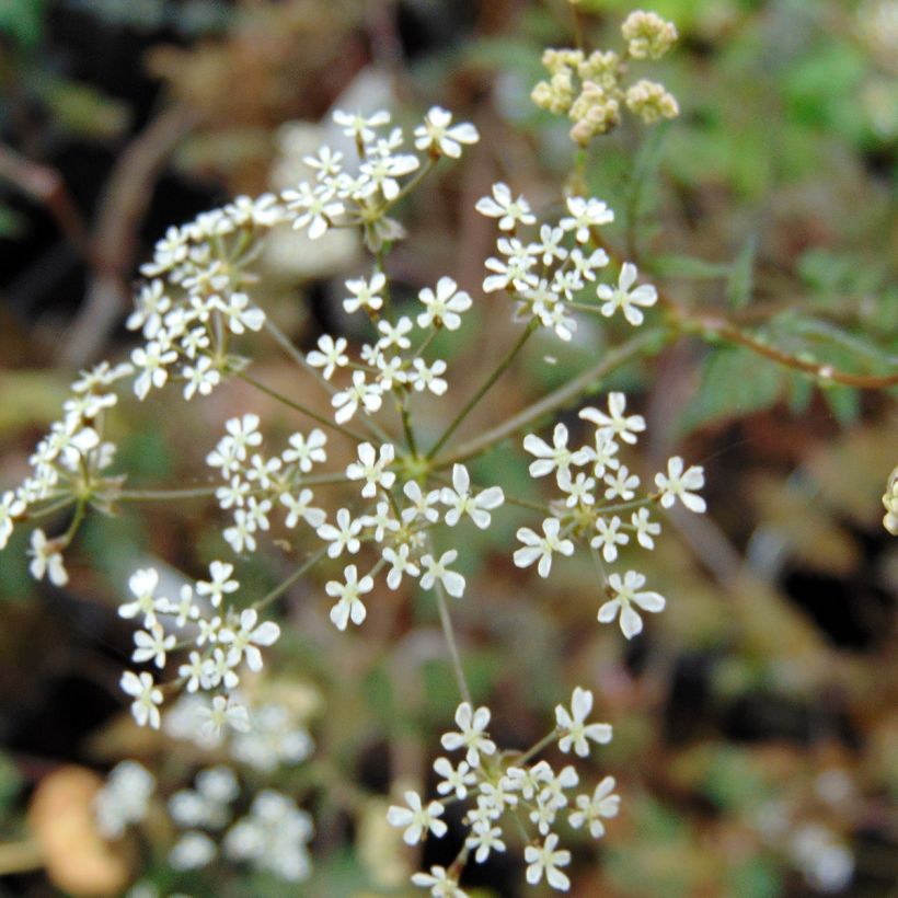 Anthriscus sylvestris Ravenswing (Flowering)