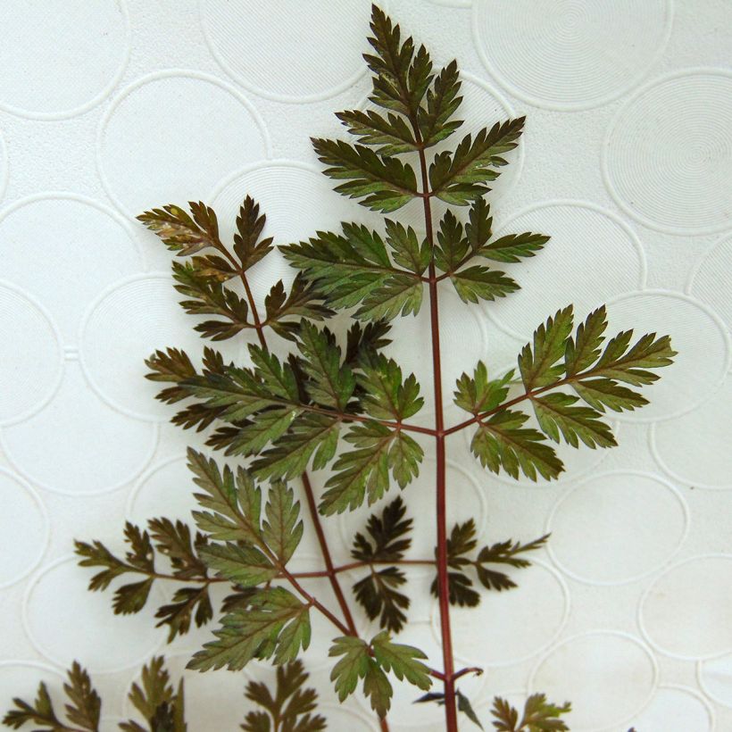 Anthriscus sylvestris Ravenswing (Foliage)