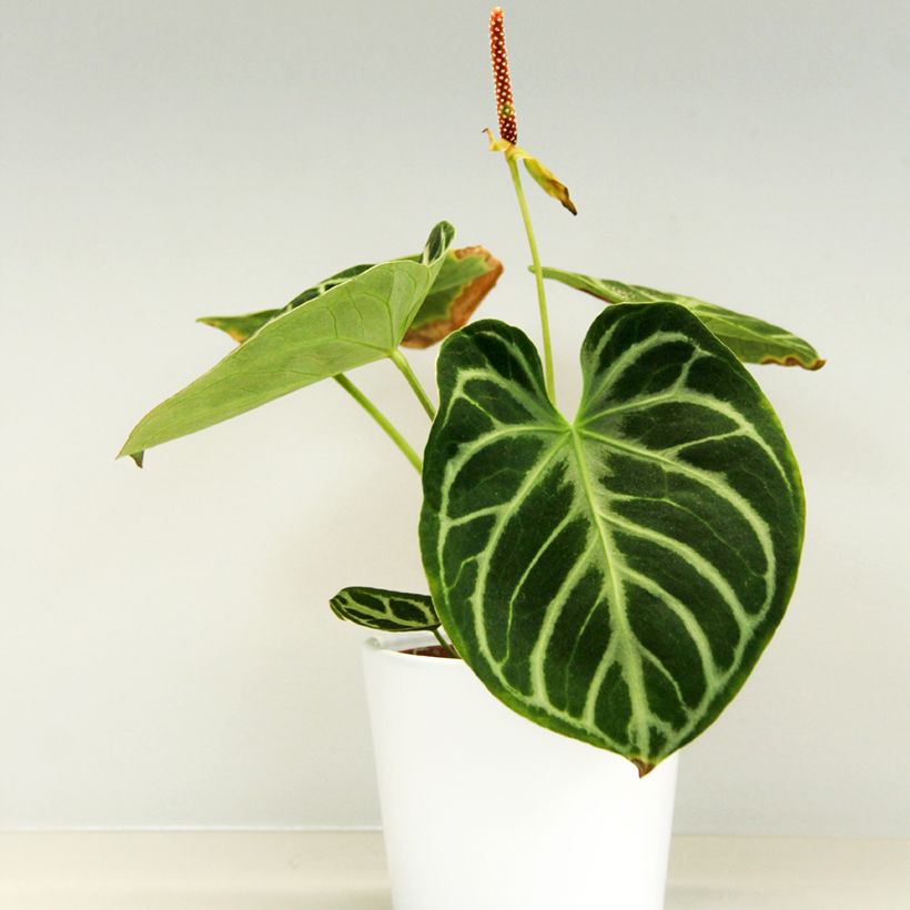 Anthurium crystallinum x clarinervium Dorayaki (Plant habit)