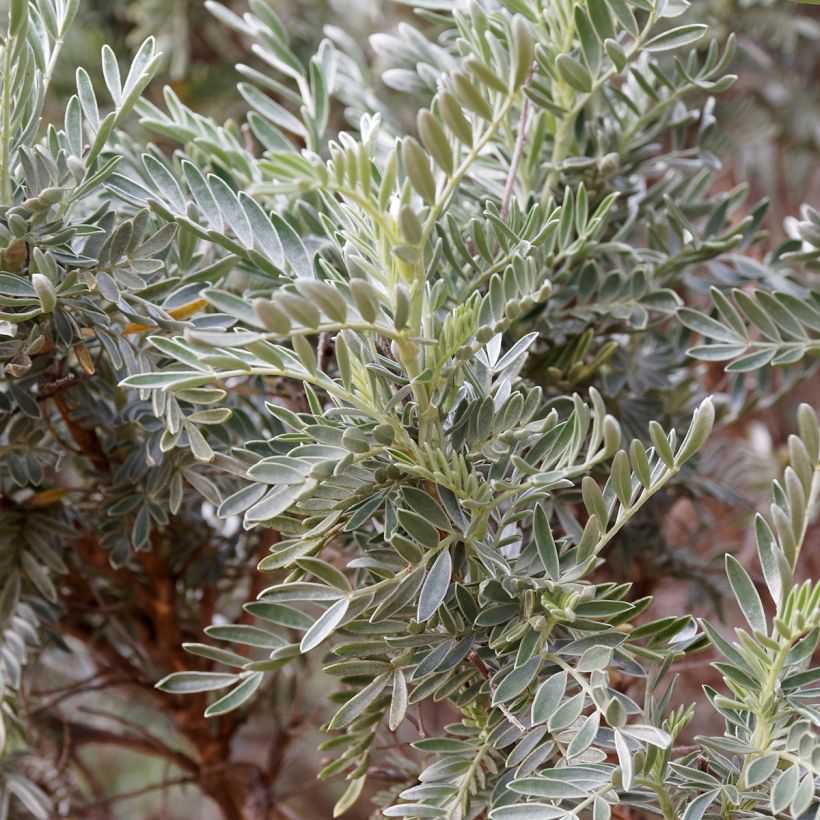 Anthyllis barba-jovis (Foliage)