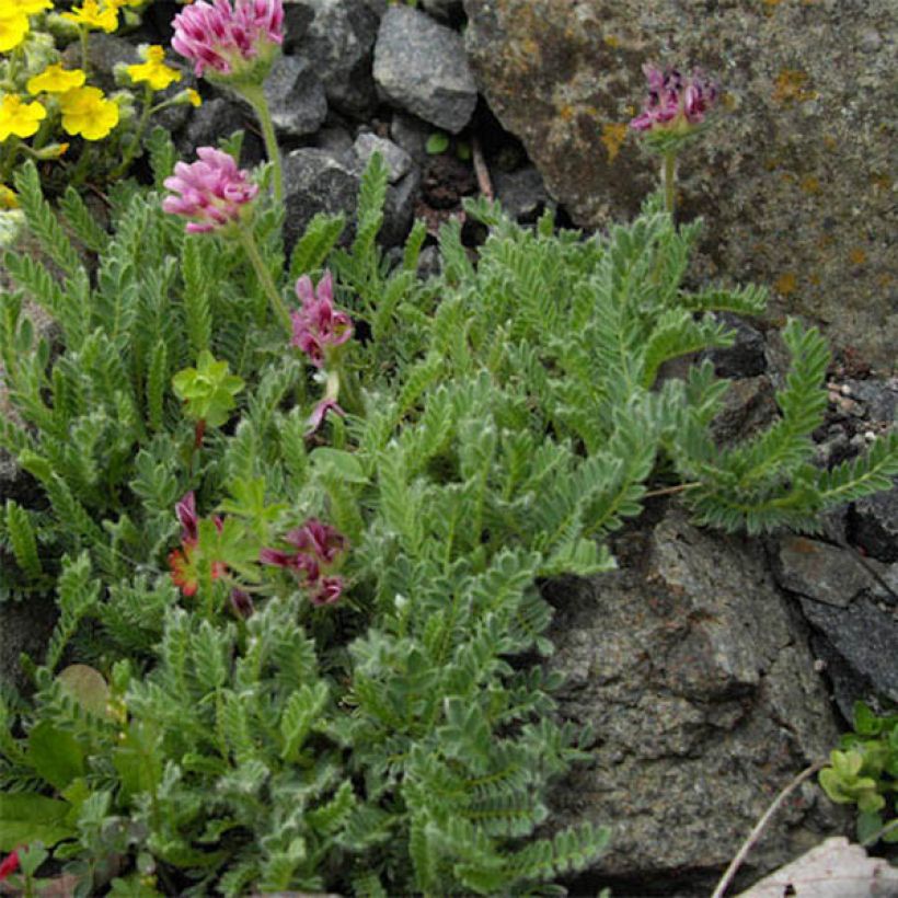 Anthyllis montana Rubra (Foliage)