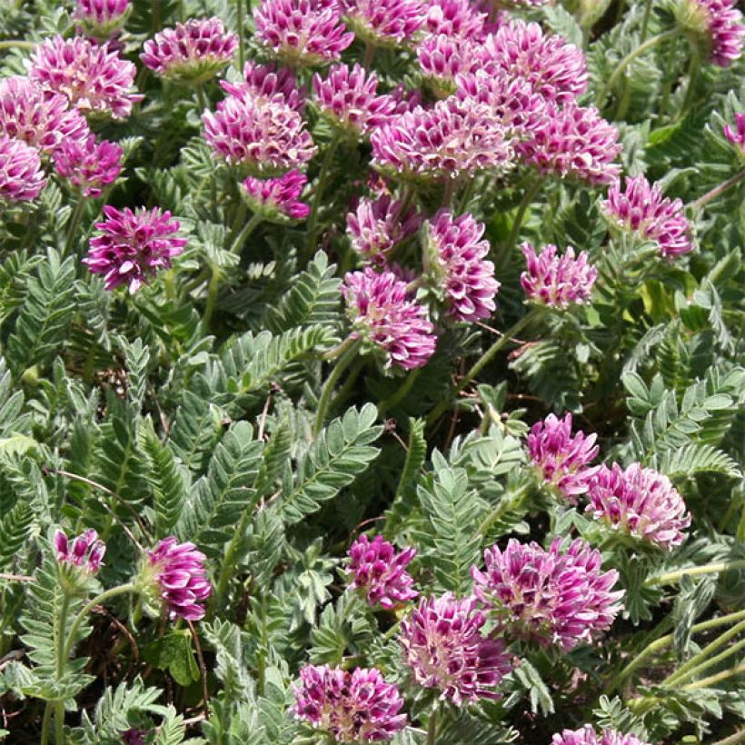 Anthyllis montana Rubra (Flowering)