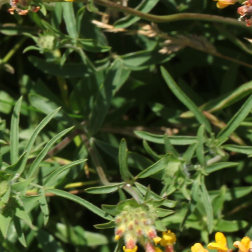 Anthyllis vulneraria (Foliage)