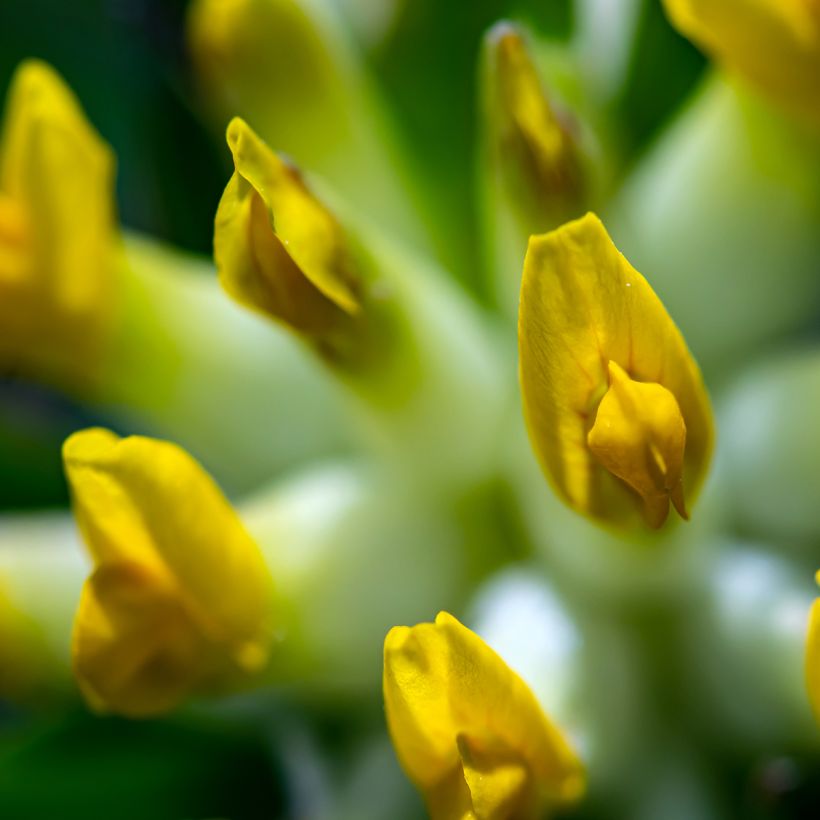 Anthyllis vulneraria (Flowering)