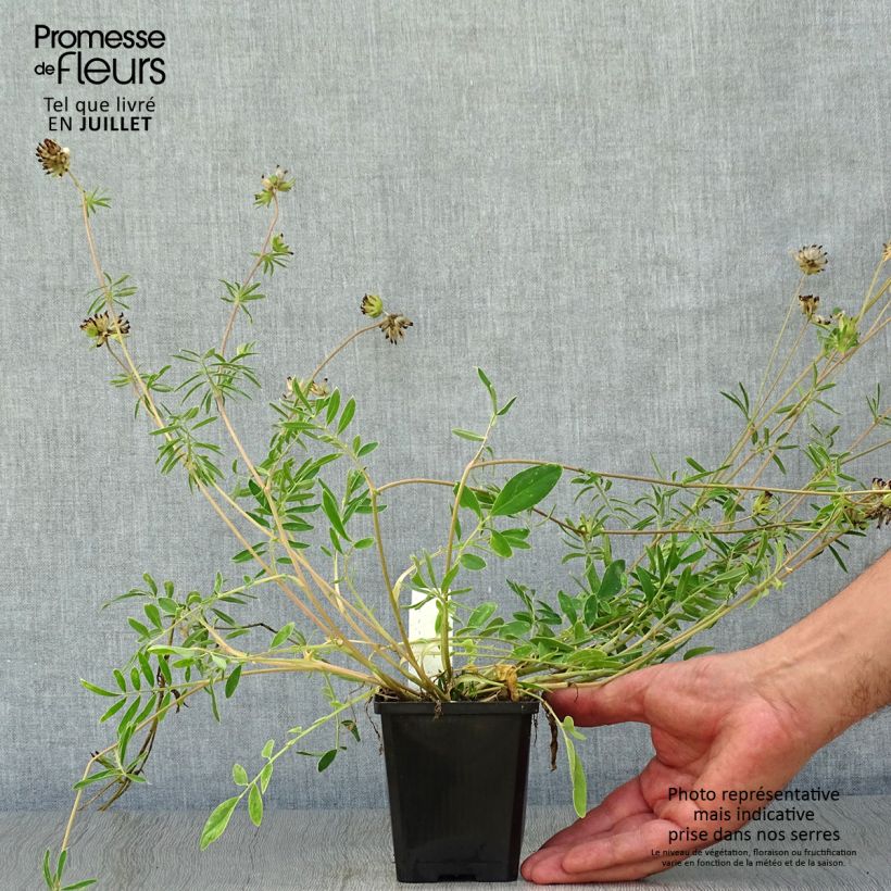 Anthyllis vulneraria 8/9 cm pot sample as delivered in summer