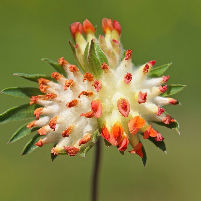 Anthyllis vulneraria var. coccinea (Flowering)