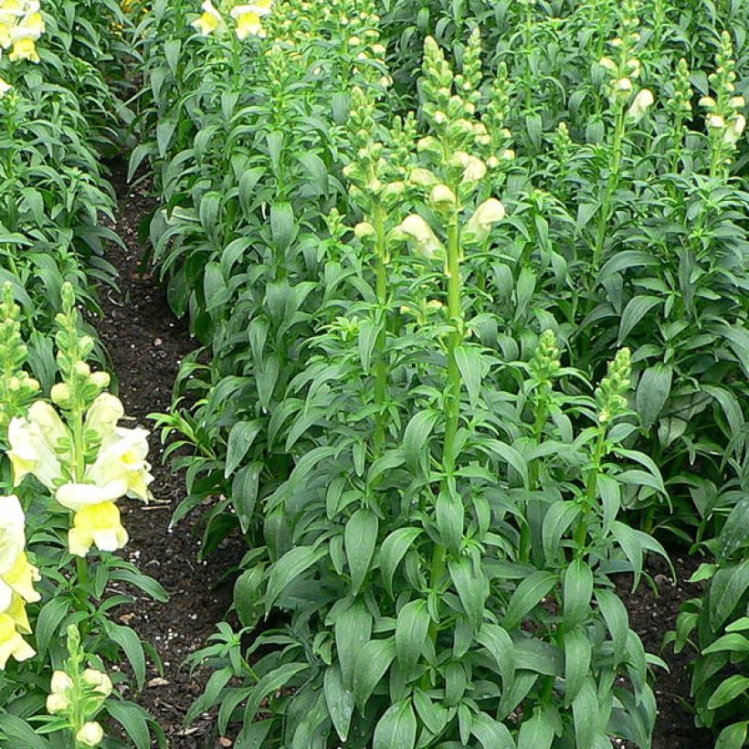 Antirrhinum braun-blanquetii (Foliage)