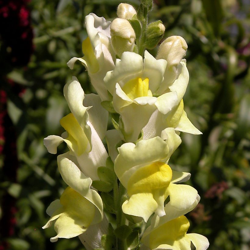 Antirrhinum braun-blanquetii (Flowering)