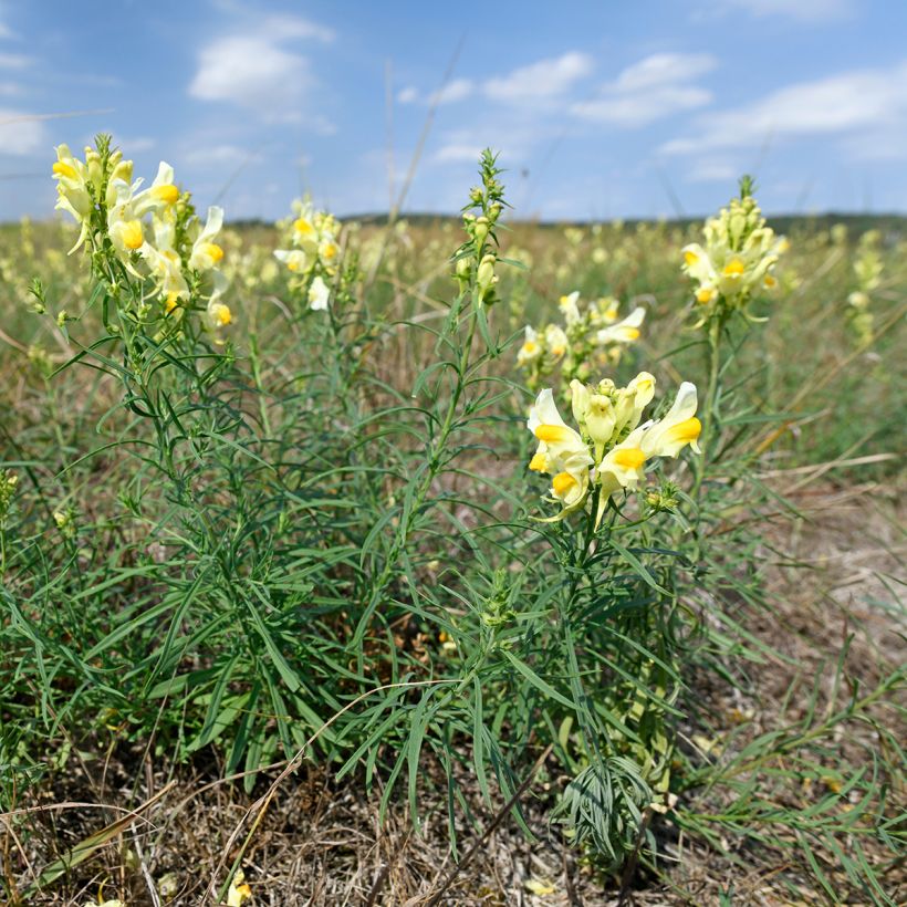 Antirrhinum braun-blanquetii (Plant habit)