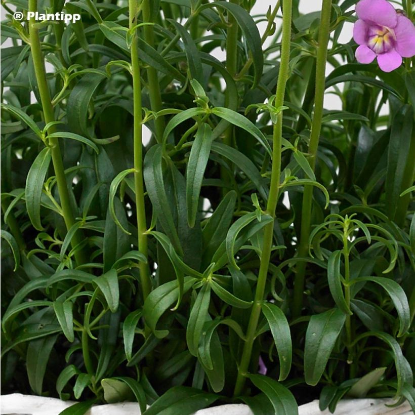 Antirrhinum majus Pretty in Pink (Foliage)