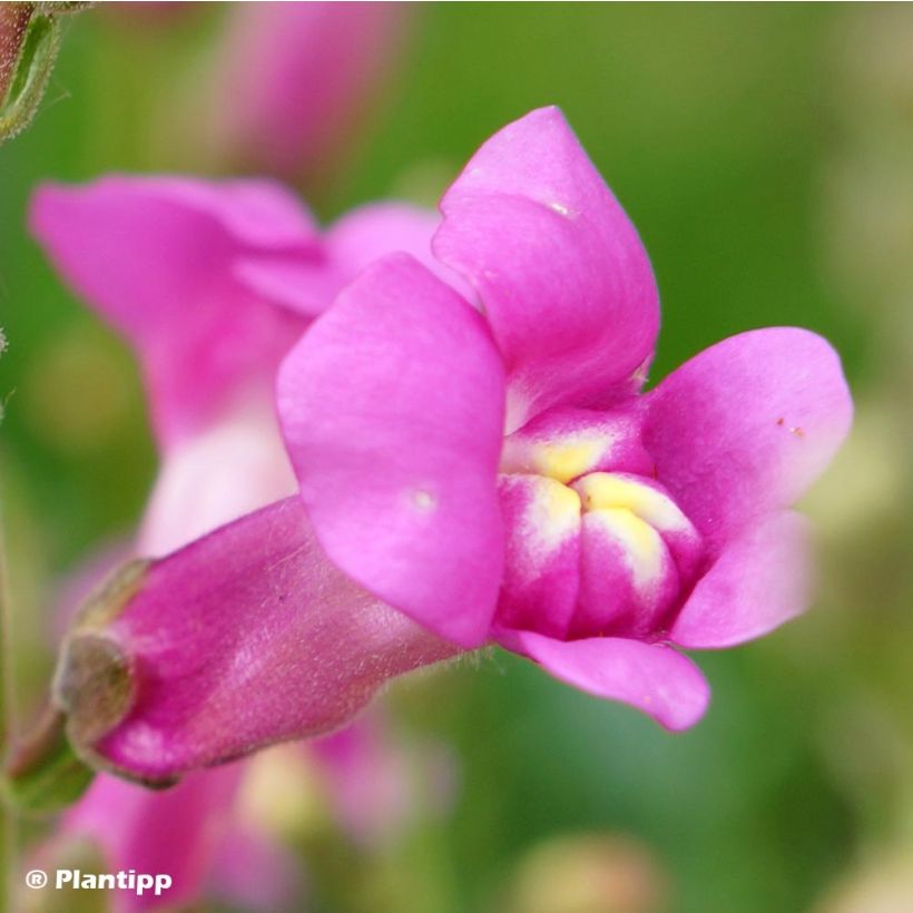 Antirrhinum majus Pretty in Pink (Flowering)