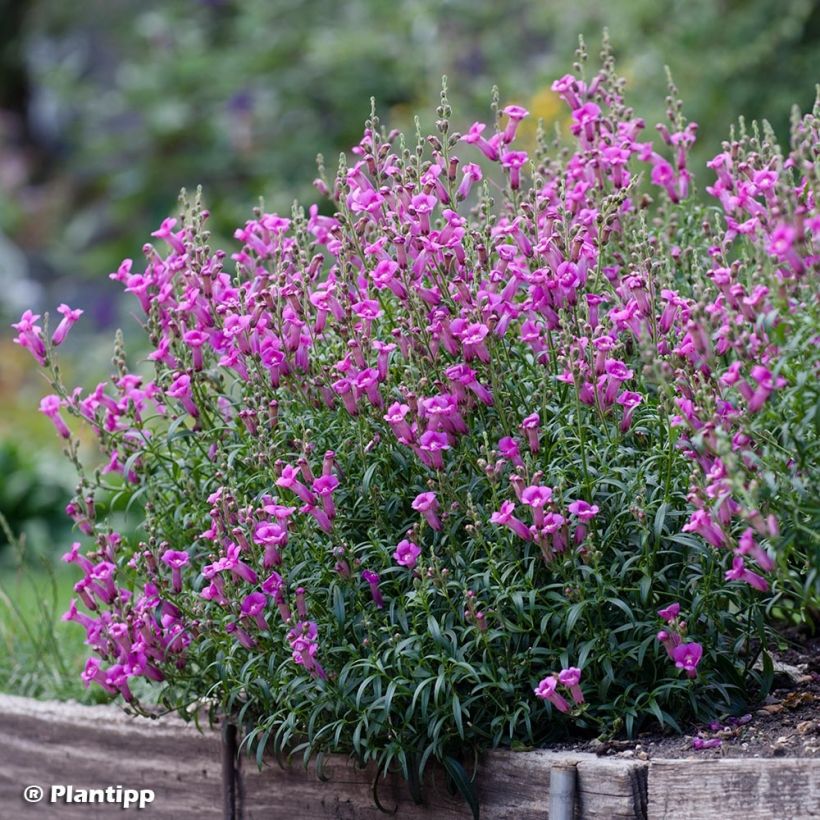 Antirrhinum majus Pretty in Pink (Plant habit)