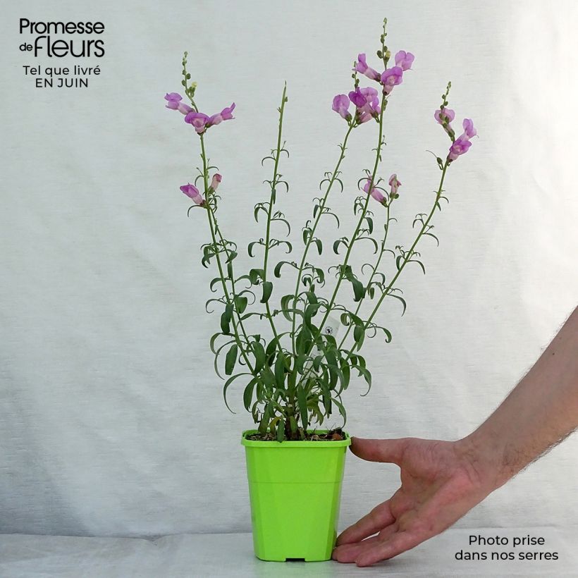 Antirrhinum majus Pretty in Pink 8/9 cm pot sample as delivered in summer