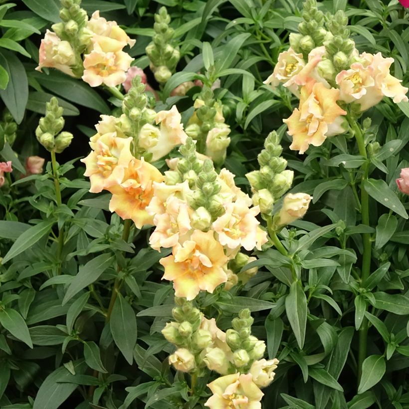 Antirrhinum majus Sweet Duet Citrus - Snapdragon (Flowering)