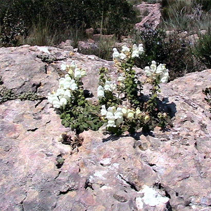 Antirrhinum molle (Plant habit)