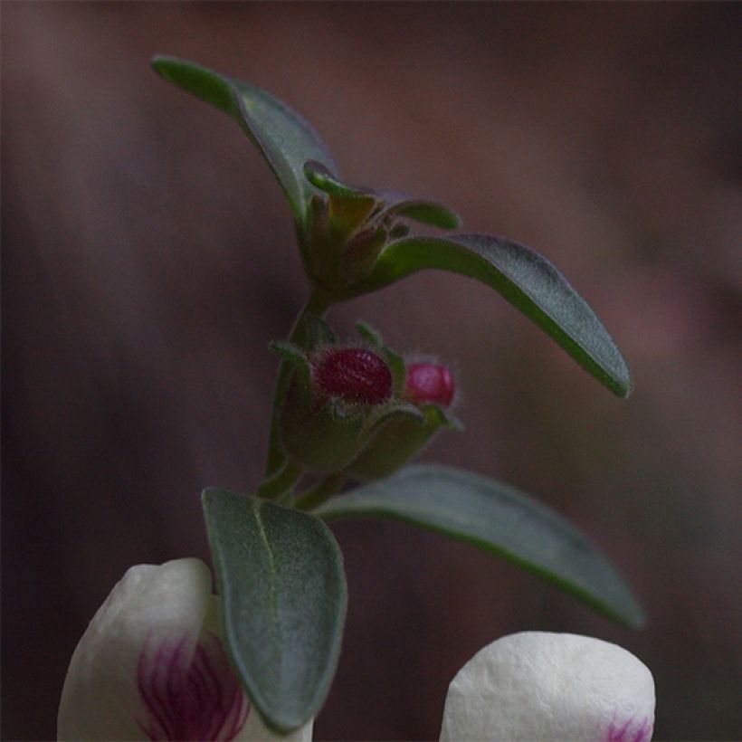 Antirrhinum sempervirens (Foliage)