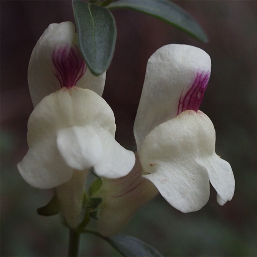 Antirrhinum sempervirens (Flowering)