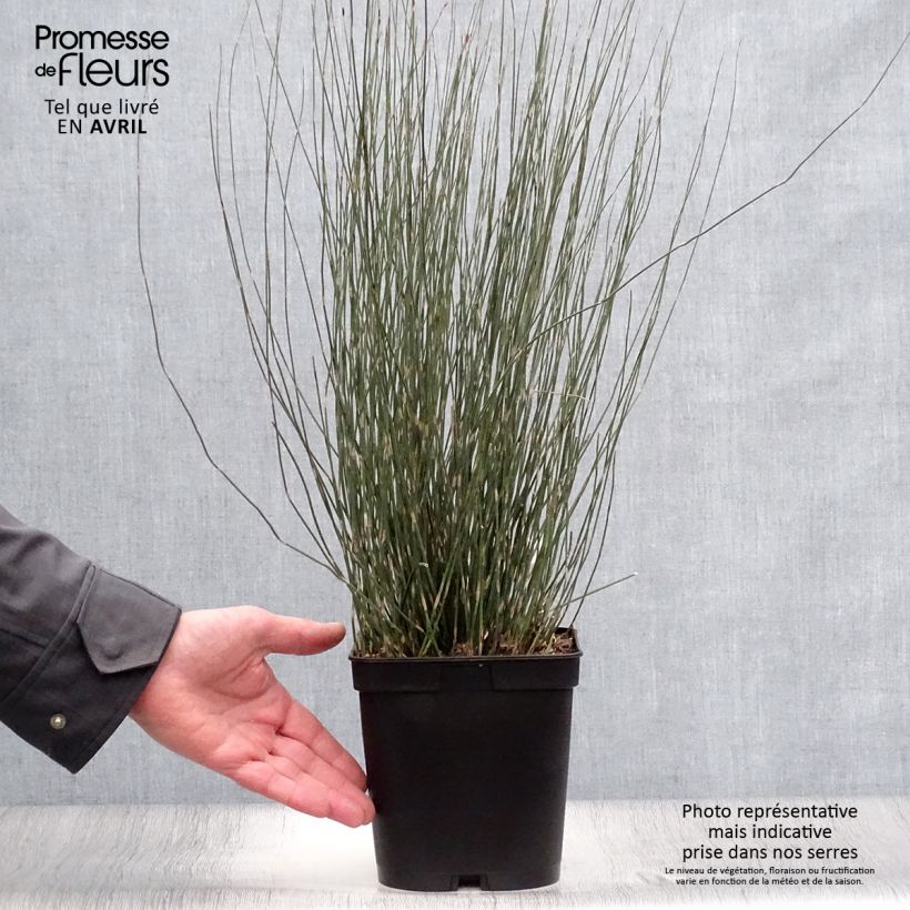 Apodasmia similis 2L/3L pot sample as delivered in spring