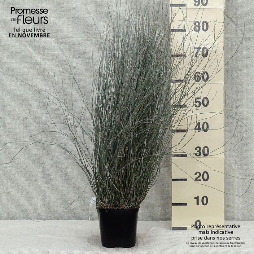 Apodasmia similis 2L/3L pot sample as delivered in autumn