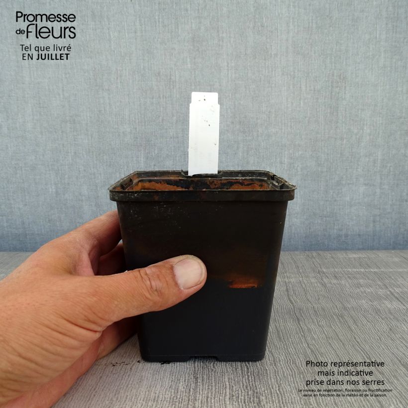 Aponogeton distachyos 8/9 cm pot sample as delivered in summer