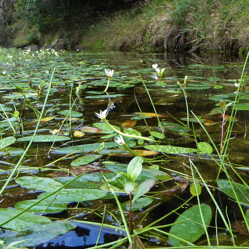 Aponogeton distachyos (Plant habit)