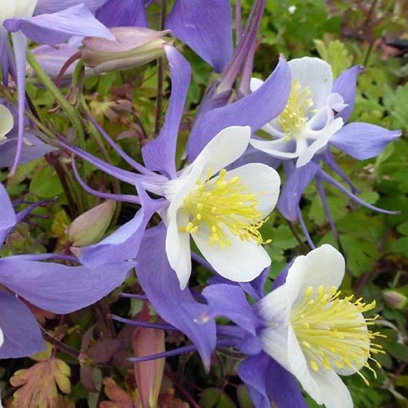 Aquilegia Mrs M. Nicholls - Columbine (Flowering)