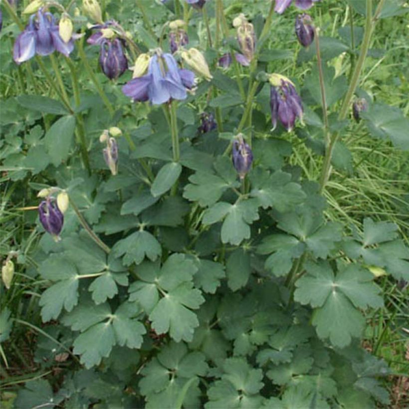 Aquilegia Songbird Series Bunting - Columbine (Foliage)