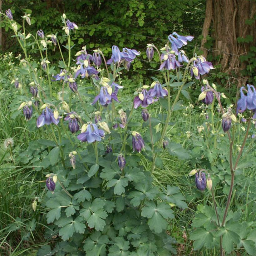 Aquilegia Songbird Series Bunting - Columbine (Plant habit)