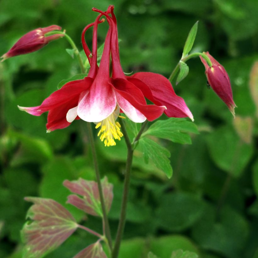 Aquilegia Songbird Series Cardinal - Columbine (Plant habit)