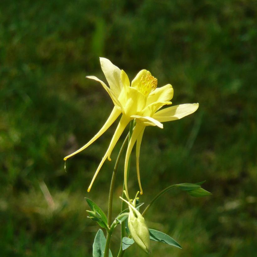 Aquilegia Songbird Series Goldfinch - Columbine (Flowering)