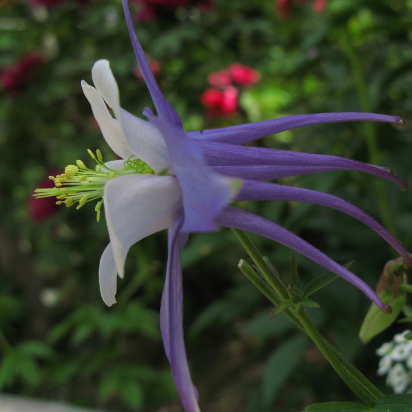 Aquilegia Songbird Series Blue Jay - Columbine (Flowering)