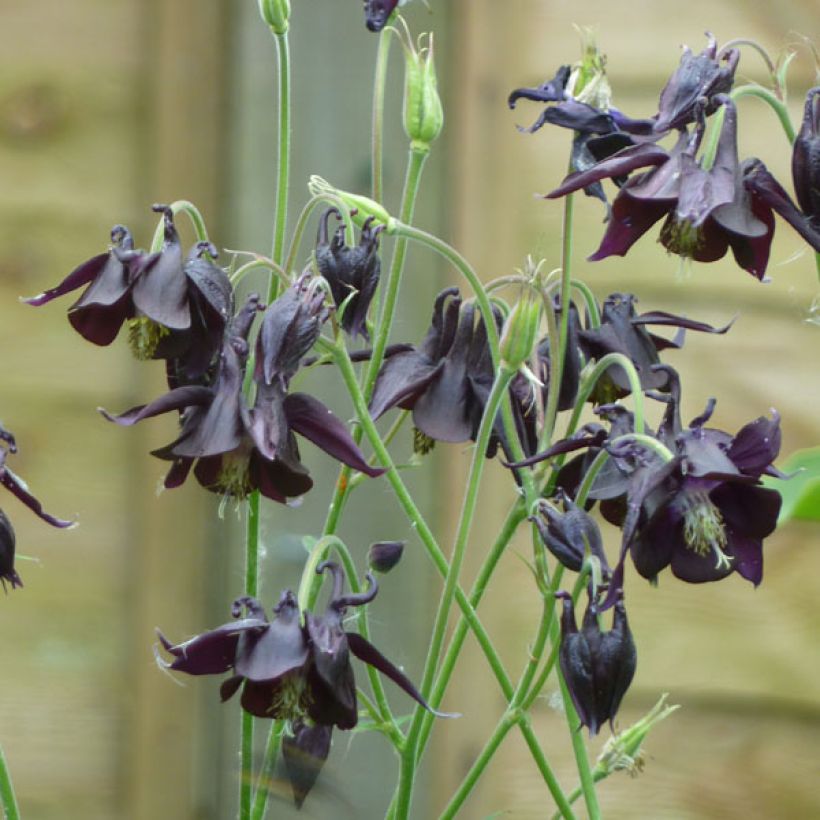 Aquilegia atrata - Columbine (Plant habit)