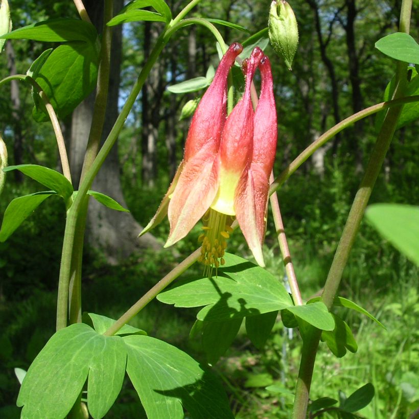 Aquilegia canadensis - Columbine (Foliage)