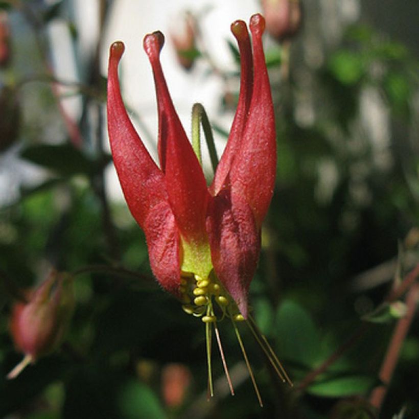 Aquilegia canadensis Little Lanterns - Columbine (Flowering)