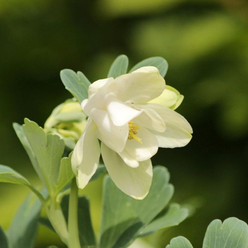Aquilegia flabellata Cameo White - Columbine (Flowering)