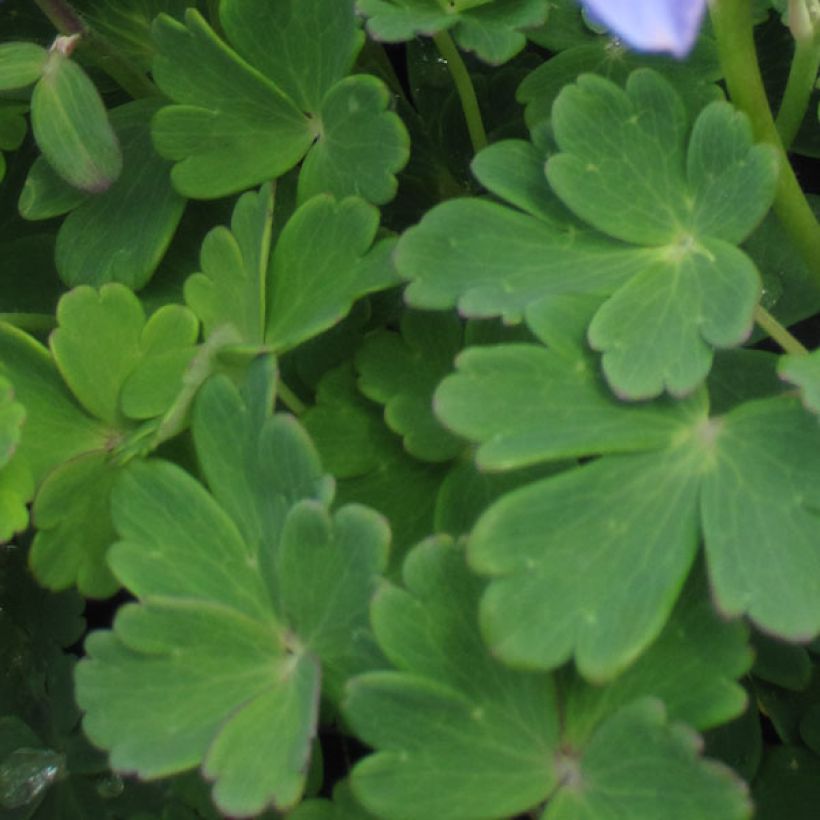 Aquilegia flabellata Ministar - Columbine (Foliage)