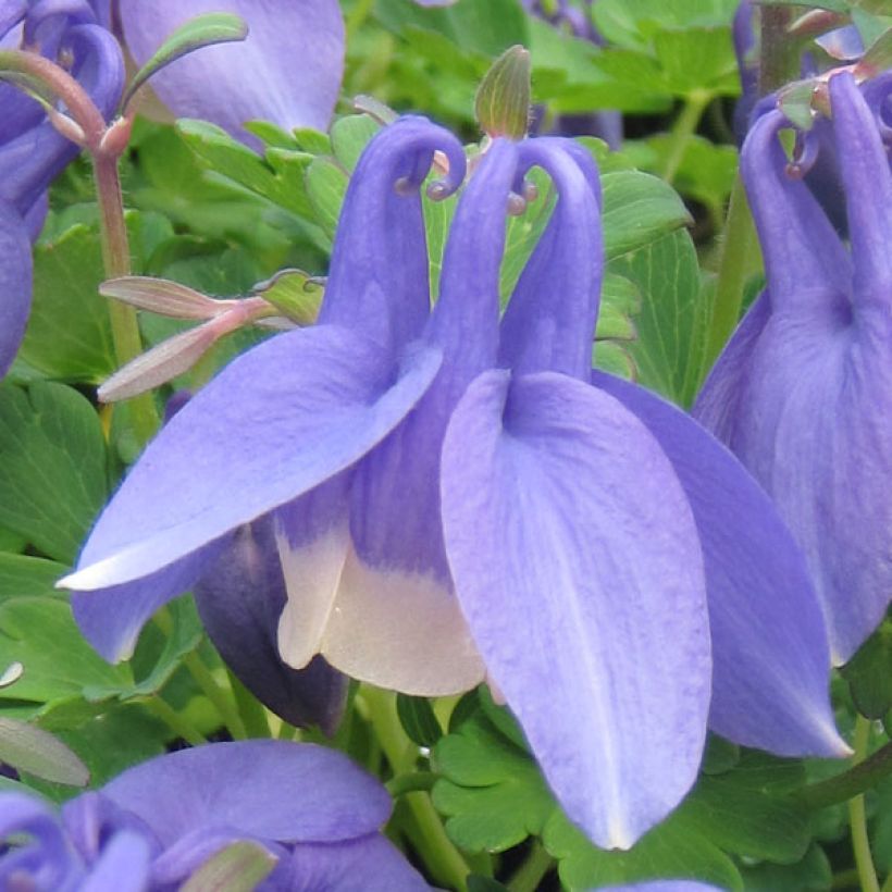 Aquilegia flabellata Ministar - Columbine (Flowering)