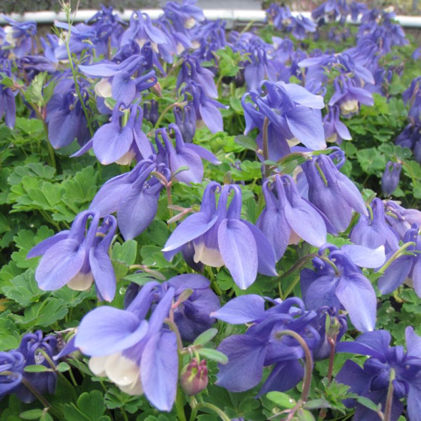 Aquilegia flabellata Ministar - Columbine (Plant habit)