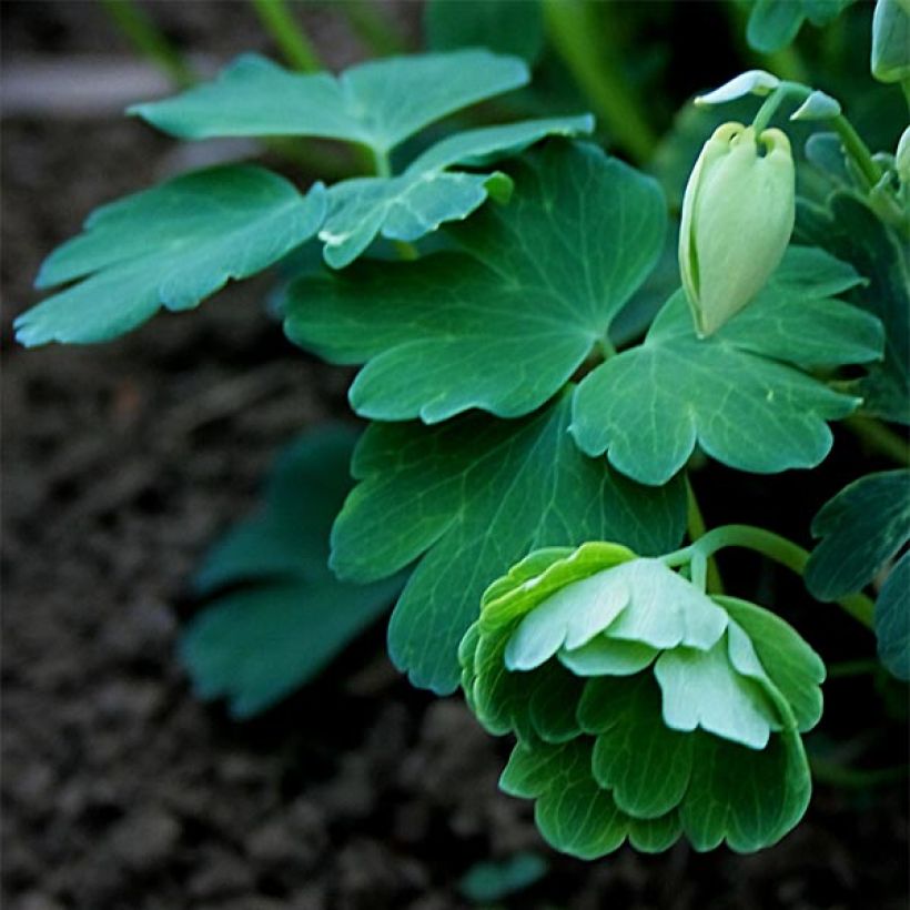 Aquilegia flabellata var. pumila f. alba - Columbine (Foliage)