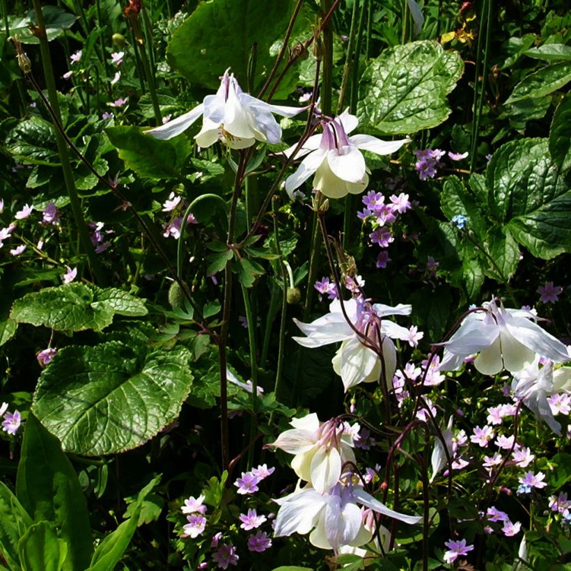 Aquilegia fragrans - Columbine (Plant habit)