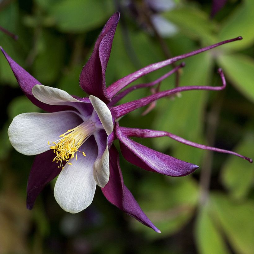 Aquilegia rockii - Columbine (Flowering)