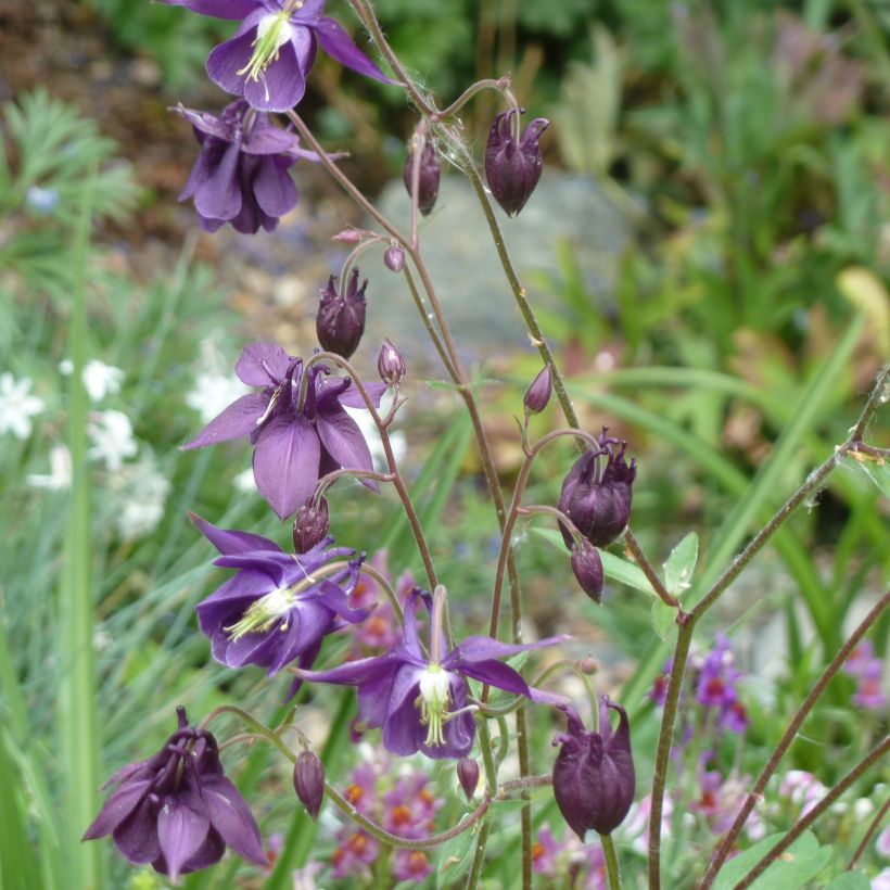 Aquilegia rockii - Columbine (Plant habit)