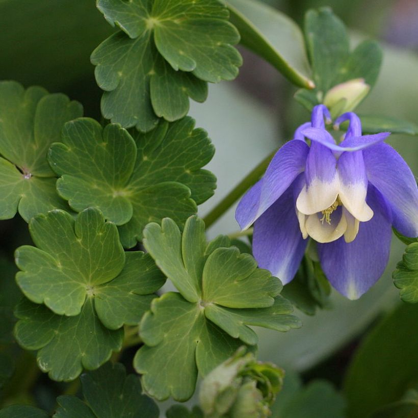 Aquilegia sibirica - Columbine (Foliage)