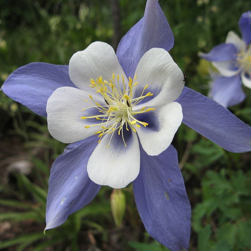 Aquilegia sibirica - Columbine (Flowering)