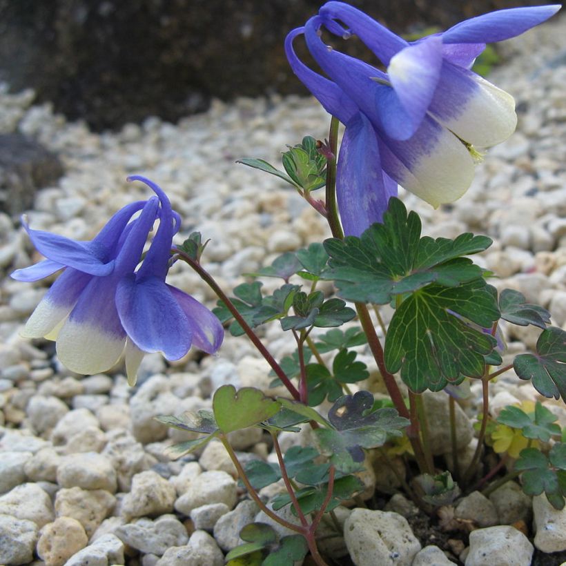 Aquilegia sibirica - Columbine (Plant habit)