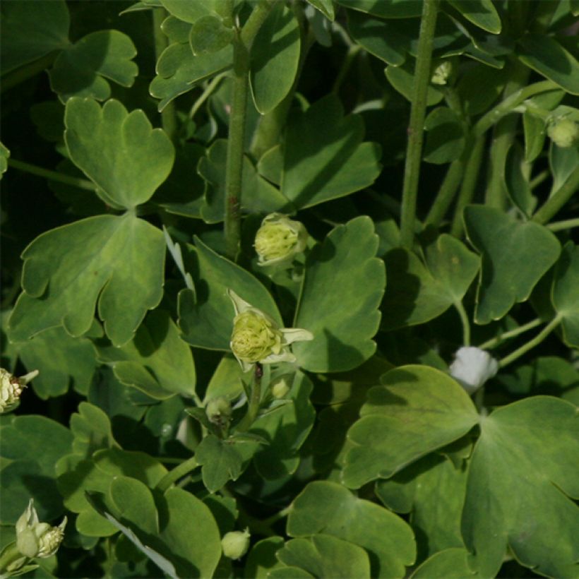 Aquilegia vulgaris Winky White and White - Columbine (Foliage)