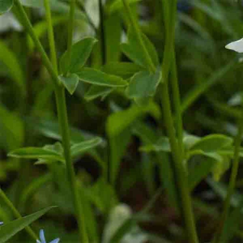 Aquilegia vulgaris Munstead White - Columbine (Foliage)