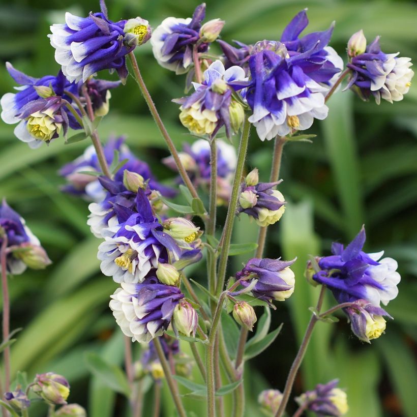 Aquilegia vulgaris Winky Blue-White - Columbine (Plant habit)