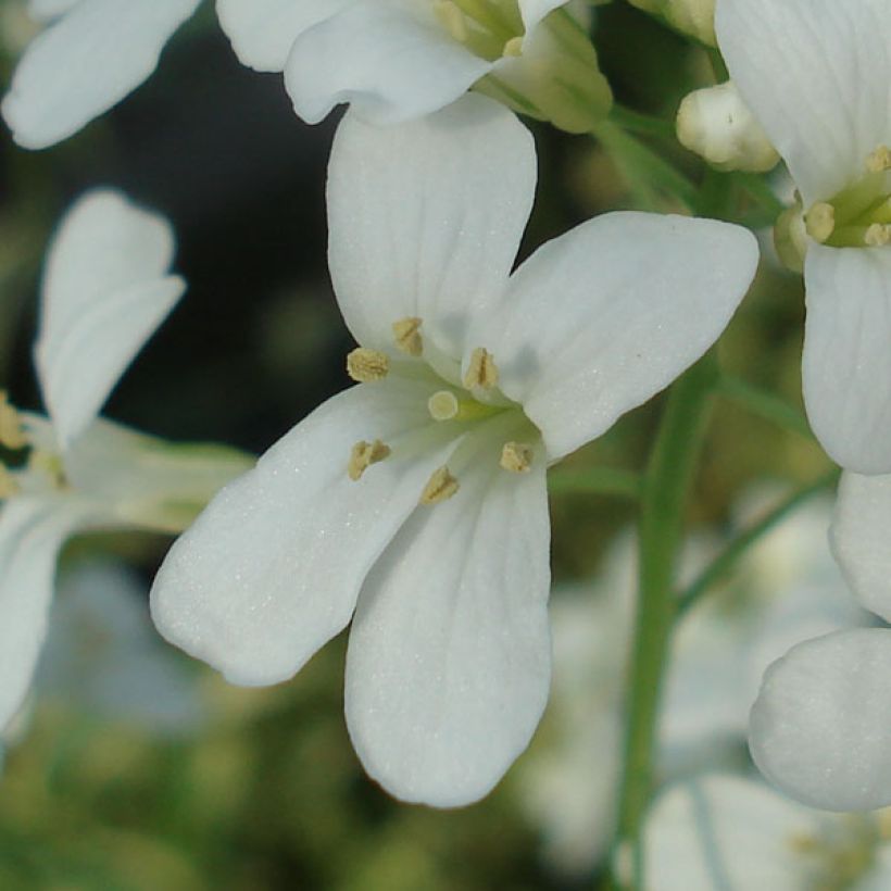 Arabis ferdinandi coburgii Old Gold (Flowering)