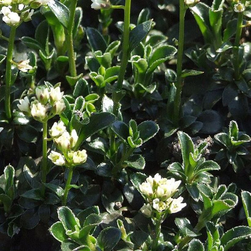 Arabis ferdinandi-coburgii (Foliage)